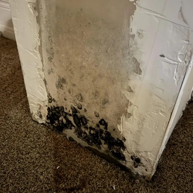 Professional Mold Removal in Paradise, PA